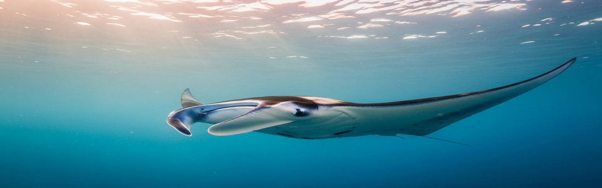Majestic manta ray swimming gracefully in Komodo waters