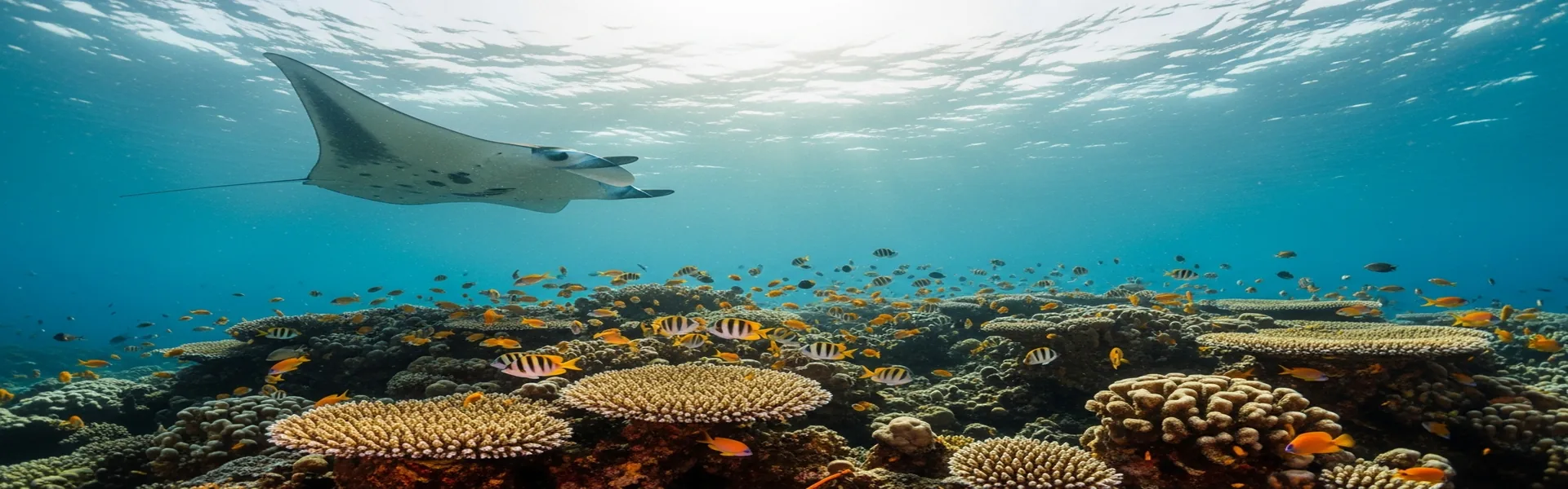 Vibrant coral reef and tropical fish underwater in Komodo National Park